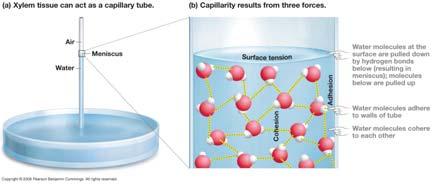 37.10 Tension, Cohesion, Adhesion Result in Capillary Action