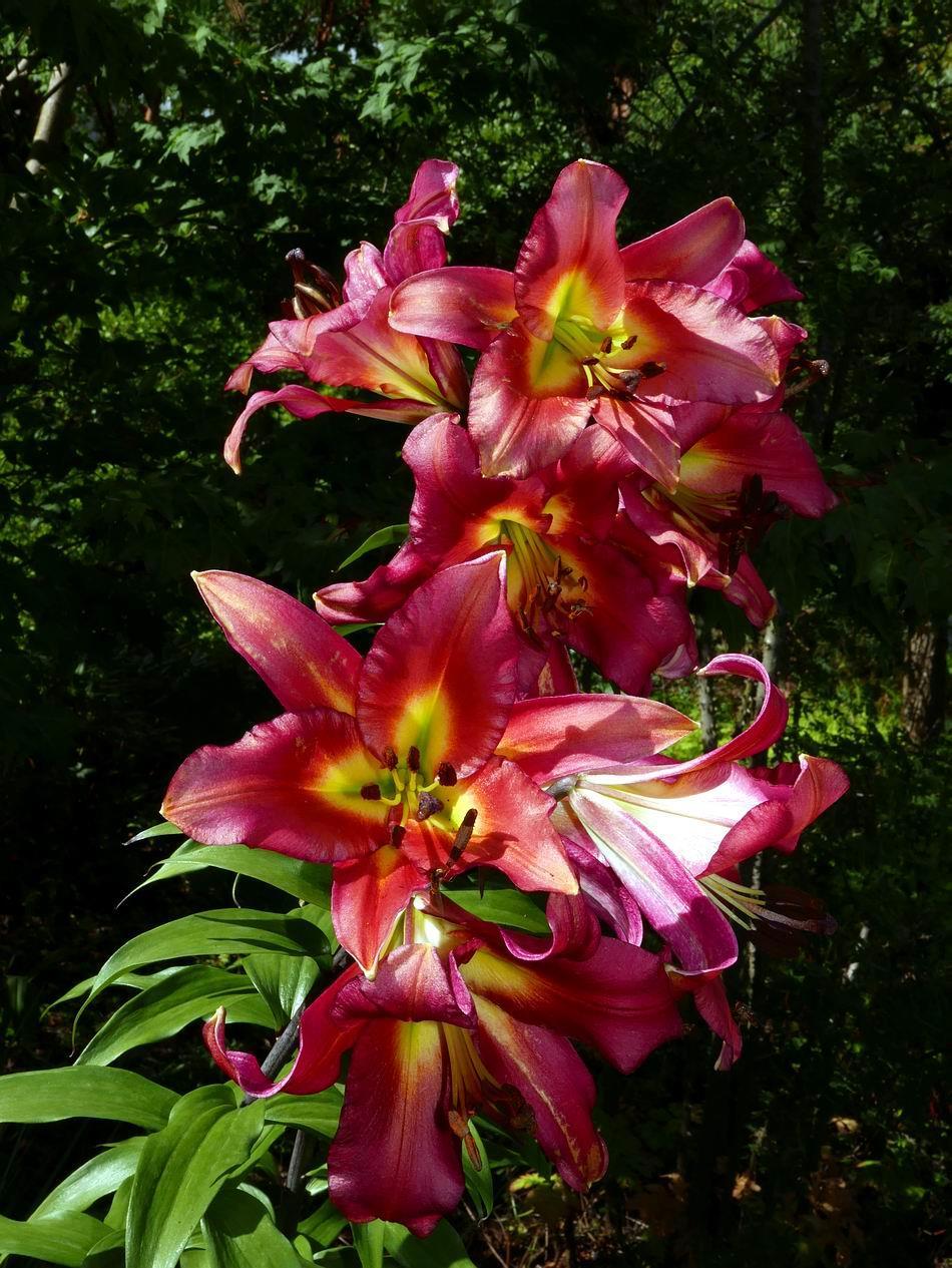 These hybrid lilies have the largest flowers we have in the garden just now but size does not seem to matter to