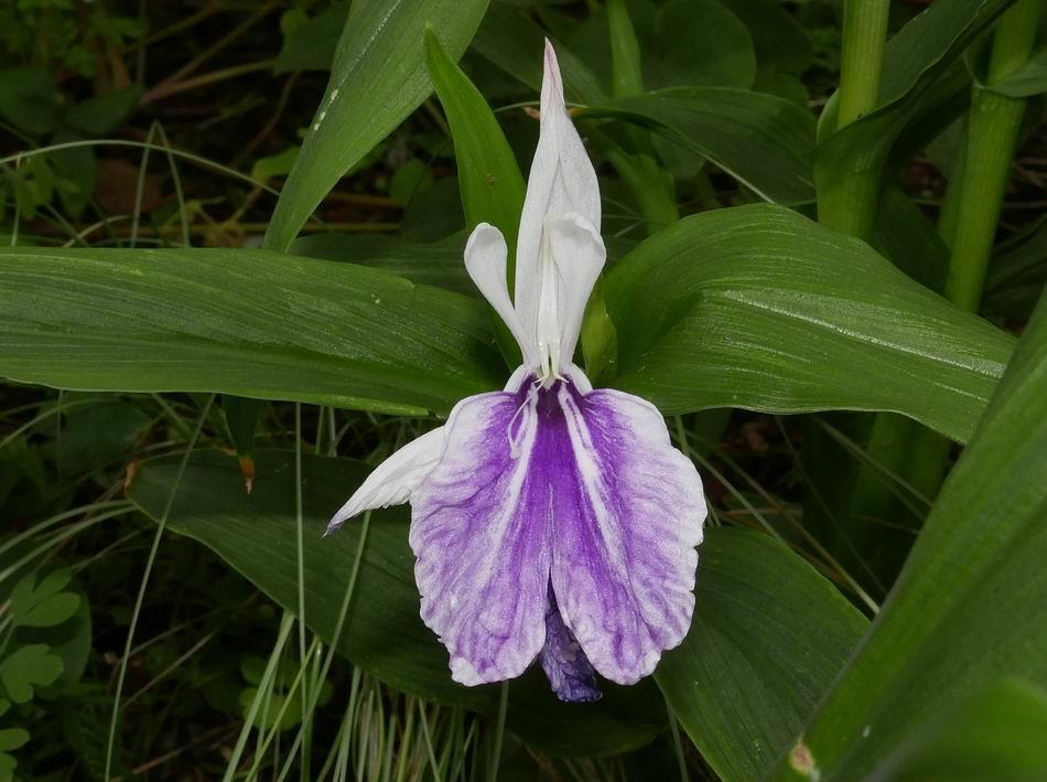 Roscoea purpurea 'Wisley Amethyst' this pale coloured form was collected in Assam by