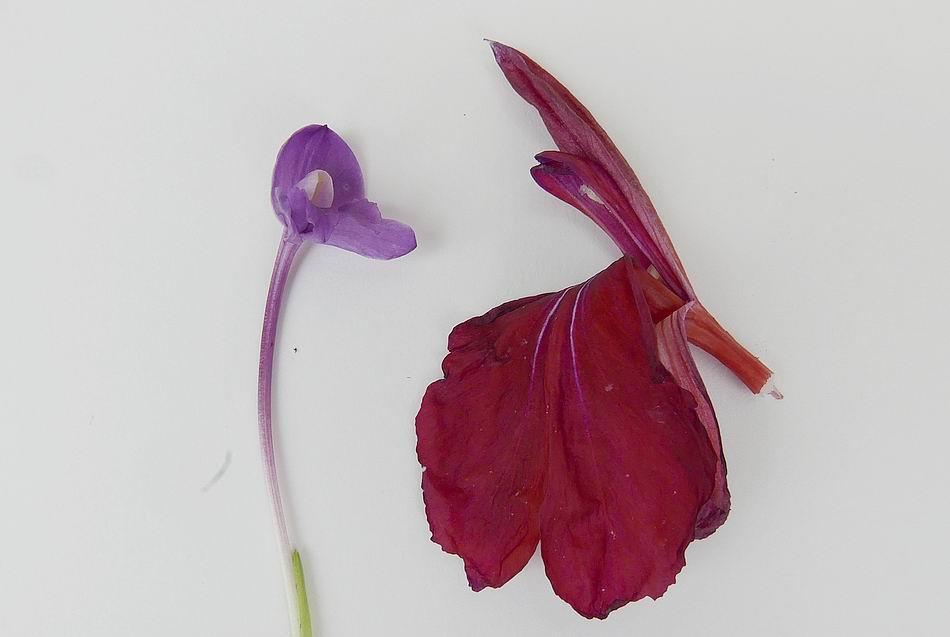 From the smallest Roscoea alpina to
