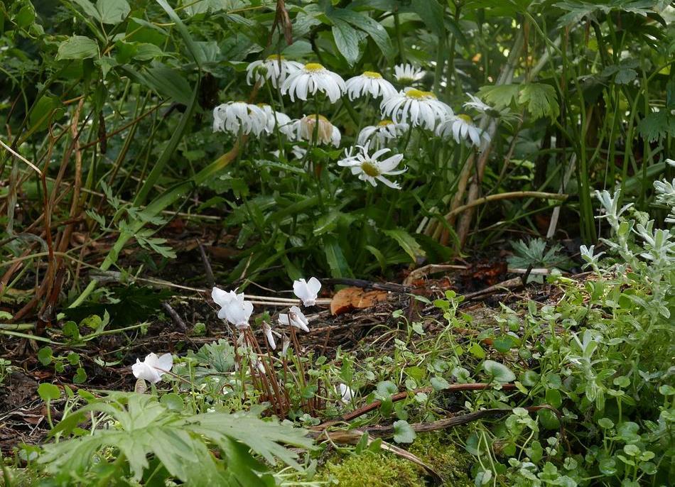 A white flowered Cyclamen hederifolium is an early indication