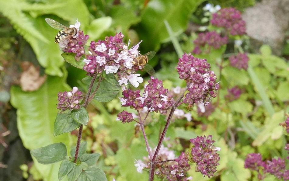 Herbs such as Marjoram have small flowers which have