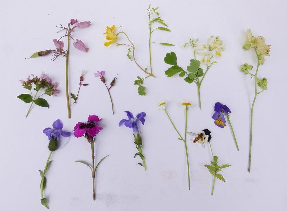 A small range of the different flower types open just