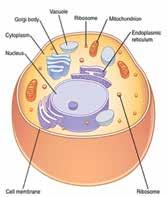 Eukaryotic Chart cell wall plasma membrane cytoplasm nucleus DNA mitochondria endoplasmic reticulum (ER) Golgi body ribosomes lysosomes chloroplast central vacuole The cell wall surrounds the cell