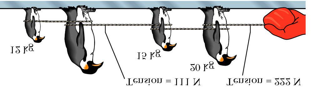 Problem 5-34 The figure shows four penguins that are being playfully pulled along very slippery (frictionless) ice by a