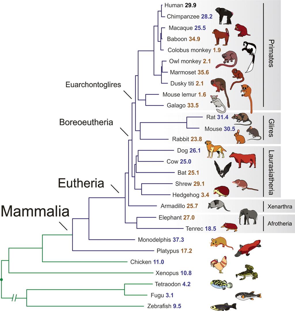 Phylogenetic Trees Nodes: species Edges: time of independent evolution Edge