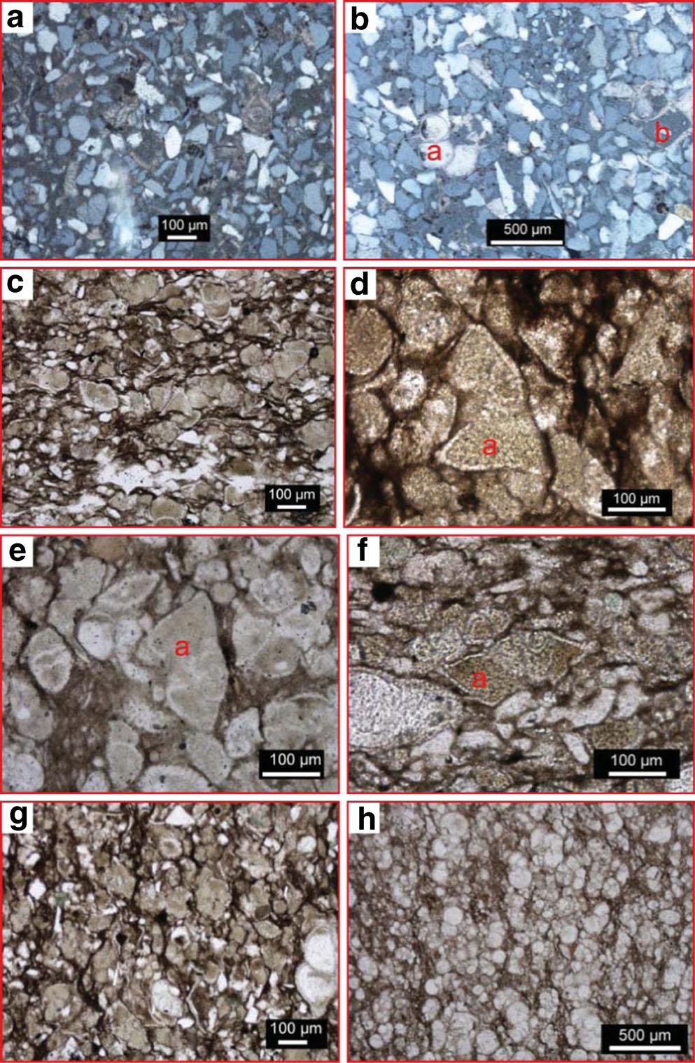 Arab J Geosci (2014) 7:4927 4932 4931 packstone (MFT4), scellanea juliettae (), Lockhartia sp. () and dasycladale algae (), sample # NG/TL 12.