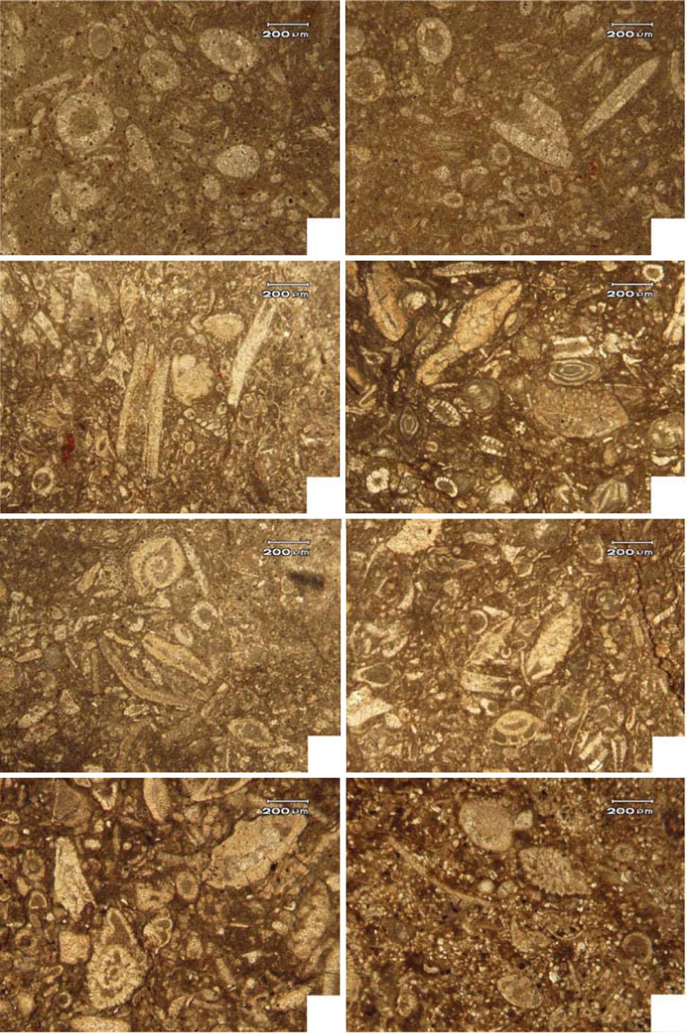 Cs a c Rh Ics b d Ms e Lt f Ms Ms g h Plate 3 Photomicrographis showing microfacies of the Nammal Gorge Section, Upper Indus sin, western Salt Range (Pakistan); Figure a: oclastic dasycladale