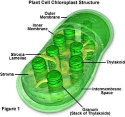 Chloroplast Structure Intermembrane
