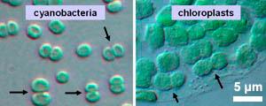 Chloroplast Chloroplasts probably evolved
