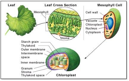 Chloroplast Chloroplasts are found mainly in