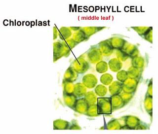 Chloroplast A typical