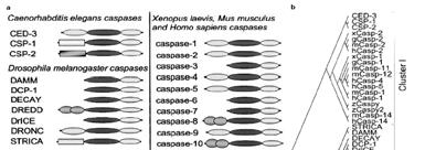 Phylogenetic Relations of Caspases Cell Death and