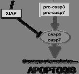 ACTIVITY casp1/2 MITOCHONDRIA AND ACTIVATION OF