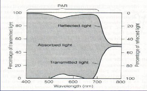 LIGHT = PAR = PPFD (Photosynthetic