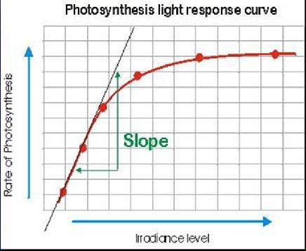 Photosynthetic Efficiency The slope of the linear