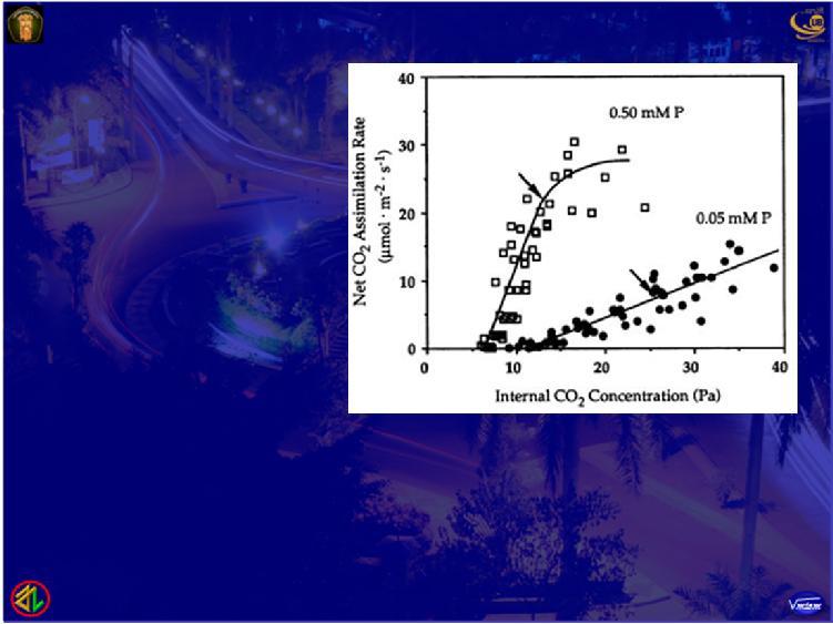 Intercellular [CO2] Net C02 assimilation rate versus leaf internal C02 concentration response curves for the 0.50 (open squares) and 0.05 mm Pi (closed circles) treatments.