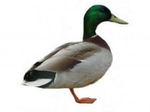 "If it looks like a duck, walks like a duck, and quacks like a duck, then it probably is a duck." Senator Joseph McCarthy (1952) "But, what kind of duck is it?