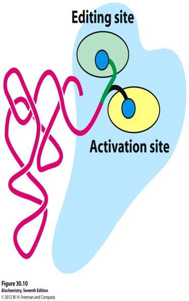 -This is the aminoacyl-trna synthetase, it has an editing site and an activation site and we see a specific trna that binds to this enzyme.