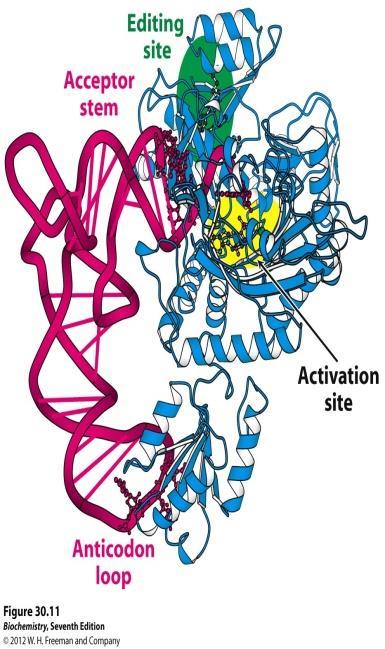 discard the wrong amino acid or trna. -So this enzyme is a very powerful enzyme in catalyze amino acid activation and editing any mistakes in trna and amino acid linking.