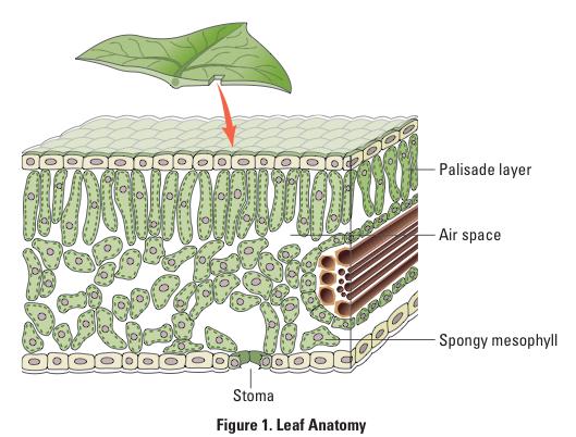 To connect and apply concepts, including the relationship between cell structure and function (chloroplasts); strategies for capture, storage, and use of free energy; diffusion of gases across cell