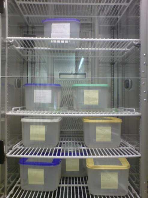 34'' North, 191 m) and stored at 5 C in small cages until the beginning of the experiments in April.
