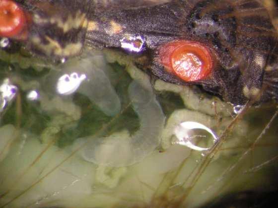 pupation in two groups of E. chrysorrhoea larvae (unparasitized and parasitized).