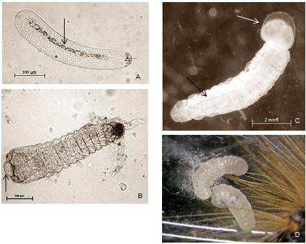 3.2. Parasitoid development in Euproctis chrysorrhoea and Lymantria dispar host larvae Parasitoid eggs (length about 400 µm) have an oval, elongate form with a tiny tail-like structure on the smaller