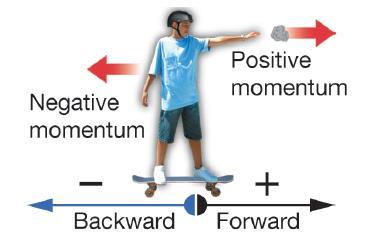 12.1 Conservation of Momentum The law of conservation of momentum states when a system of interacting objects is not influenced by outside forces