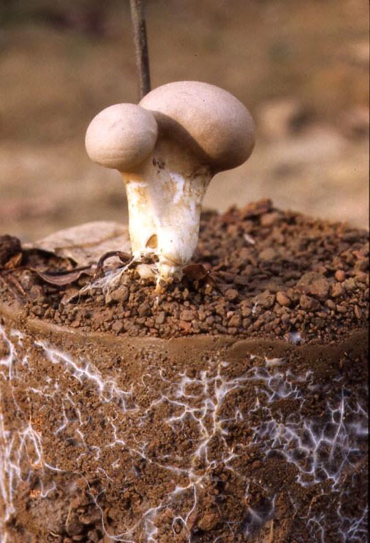 7. Ectomycorrhizal Fungi