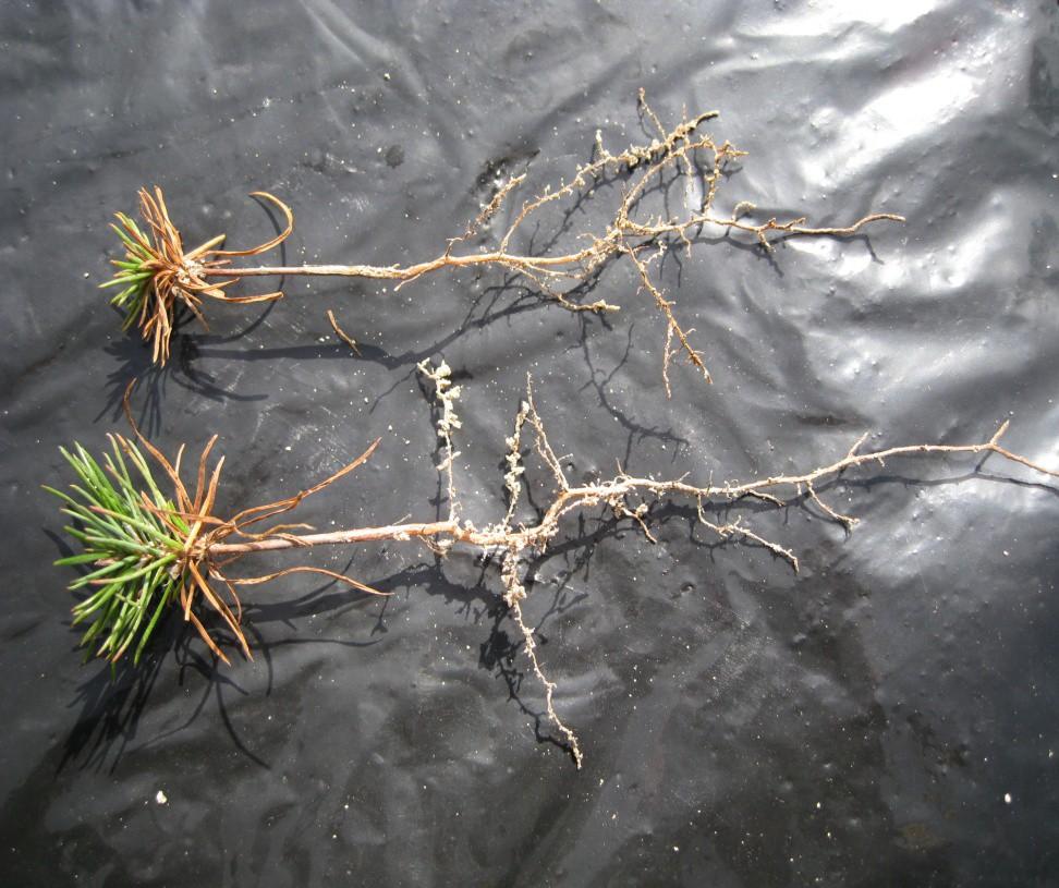 by Charcoal and Mycorrhiza