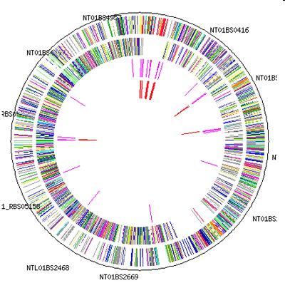 10 Genome map of Bacillus subtilis Genes are transcribed from