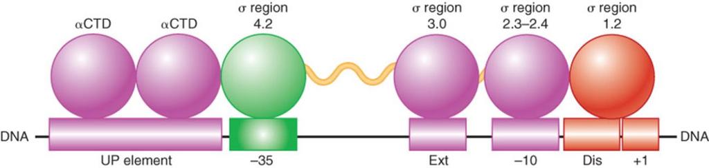 When sigma dissociates, the core enzyme contracts to -30; when the enzyme moves a few base pairs, it becomes more