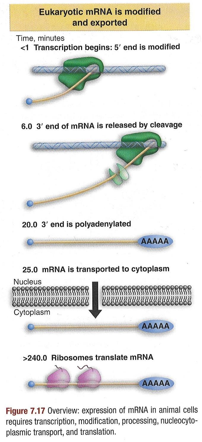 29 mrna Synthesis in Eukaryote is a complex Process Transcription Initiation Transcription Elongation 5 Transcript Processing (CAP)