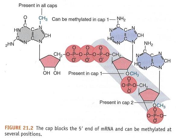 30 CAP structure at 5 end of mrna Taken from: J.E. Krebs, E.S.