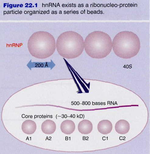 33 hnrna: heterogeneous nuclear RNA