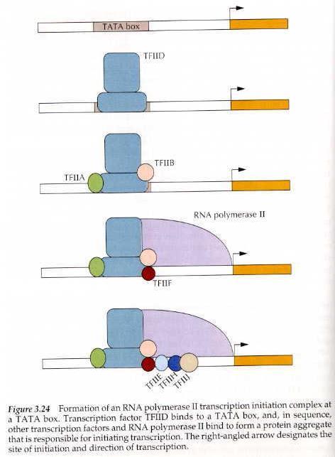 55 Regulated Expression in Eukaryotes Complex