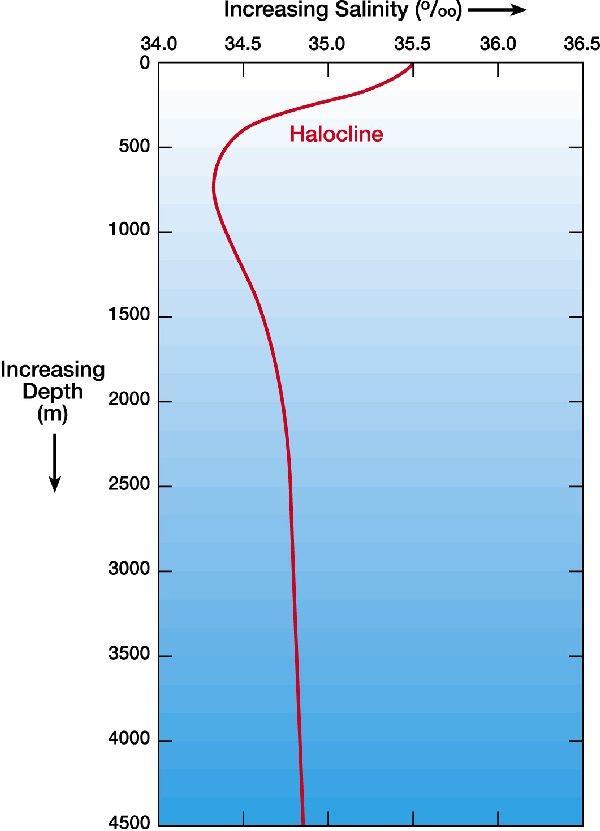 Salinity: Variation with Depth Rapid change Typical midlatitude salinity profile Uniformly salty Seawater is not uniformly saline throughout the world.