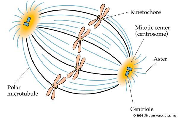 2) At the beginning of cell division, they are attached at a. 3) The is a region of constriction on a chromosome where are attached. B. The Mitotic Spindle 1.
