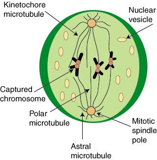 d. Spindle begins to assemble as pairs of centrosomes away from each other. e. Short microtubules radiate out from the pair of centroiles located in each controsome to form starlike 3. Prometaphase a.