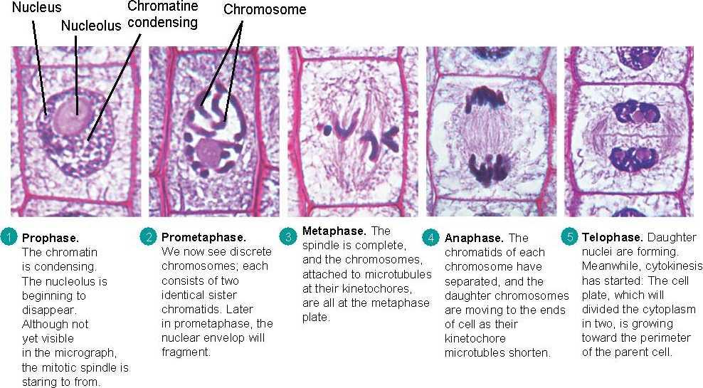 Important event during prometaphase is attachment of chromosomes to the spindle and their movement as they align at the ) of the spindle. c. The kinetochores of sister chromatids capture d.