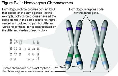 ; each member is a homologous chromosome or homologue. b. Homologues look alike; they have same length and centromere position; have similar banding pattern when stained. c. A location on one homologue contains the same types of gene which occurs at the same locus on other homologue.
