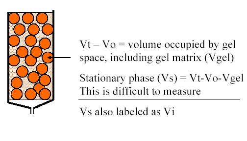 Size Exclusion (gel filtration ) Vt or total column volume Refers to total volume occupied by the gel