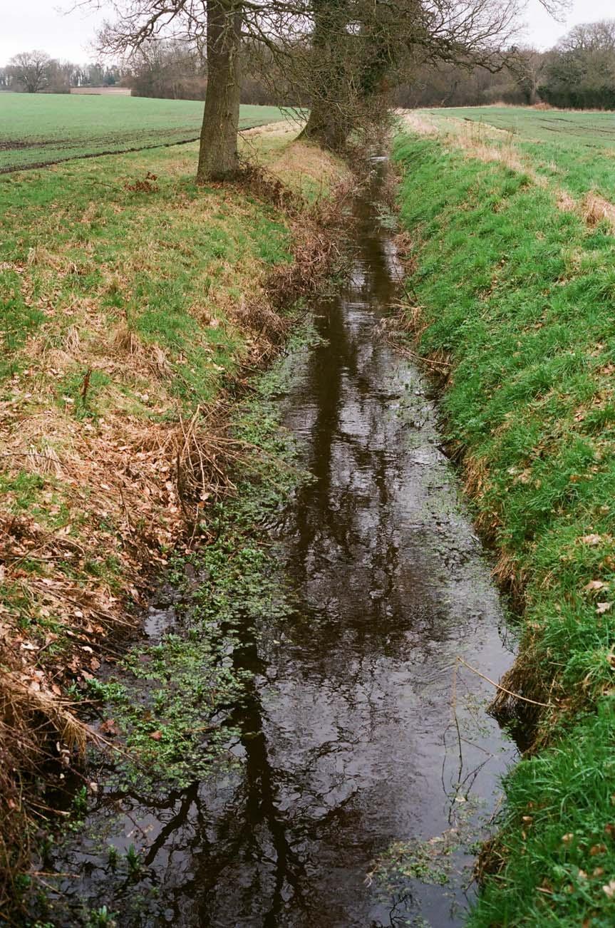 72. Silt being trapped by vegetation at margin