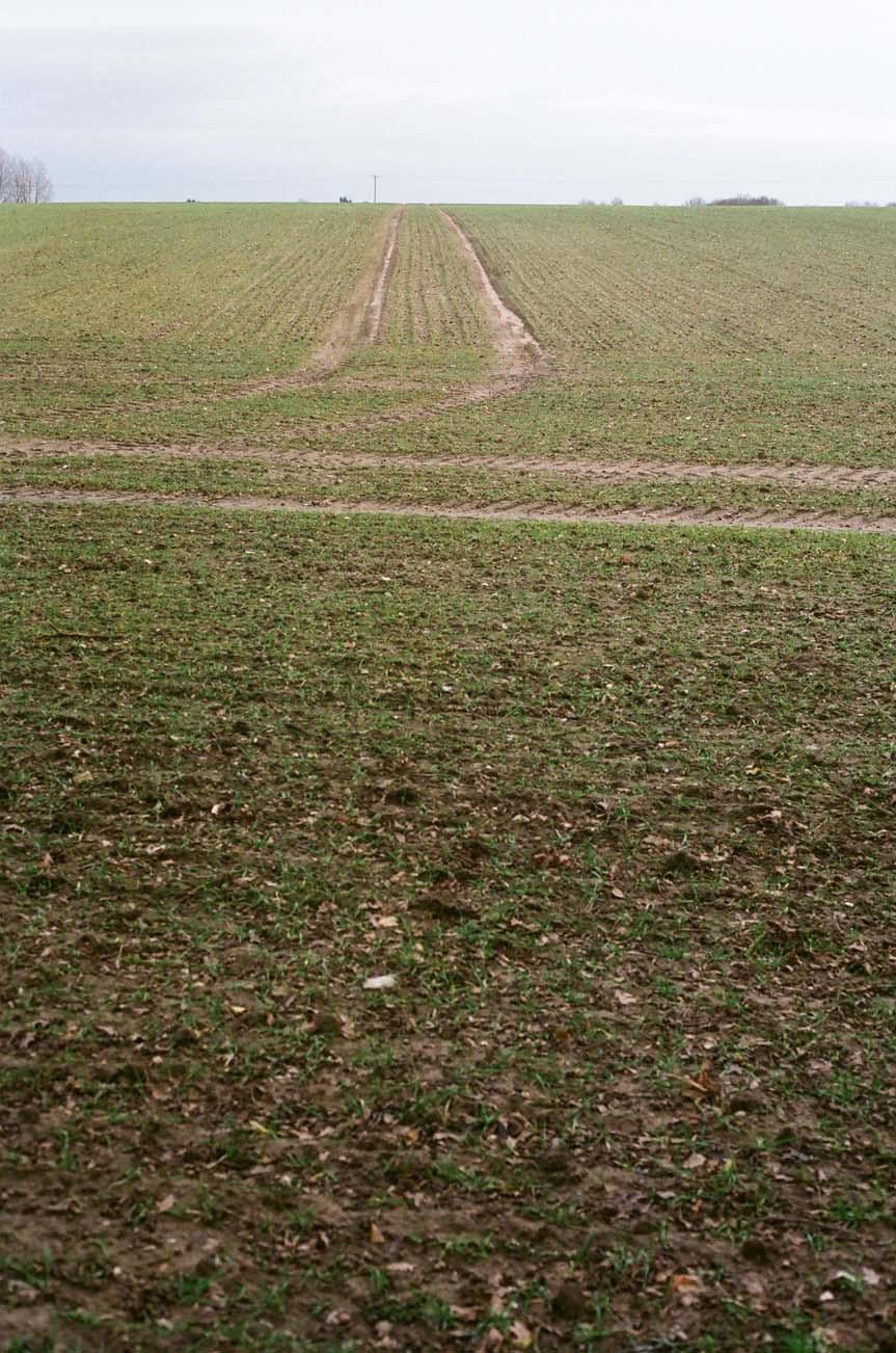 87. Sand deposited in tramlines in late-sown winter cereal