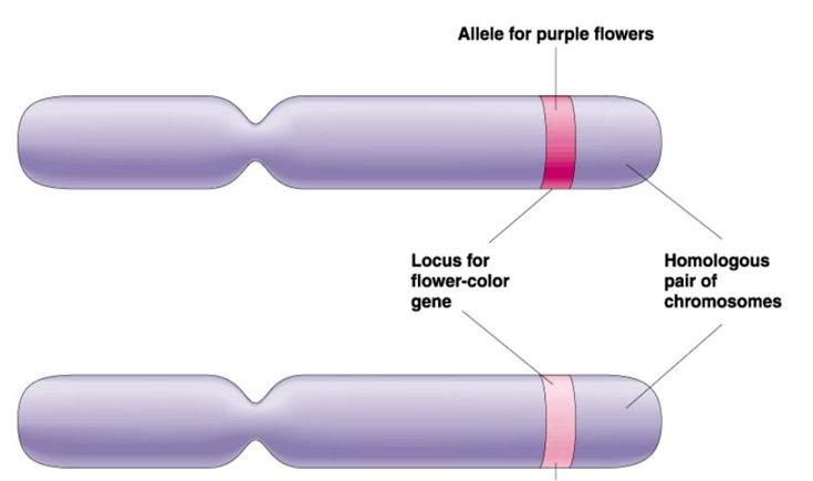 2. Alleles are different versions of genes a. purple flowers vs white flowers b.