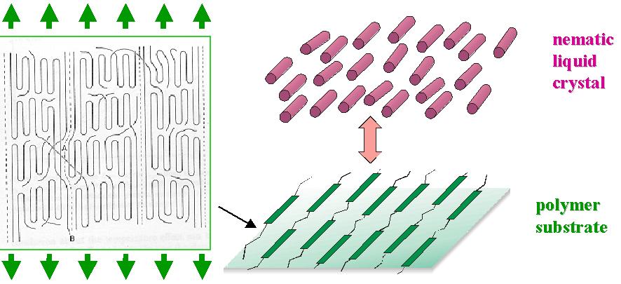 ALIGNMENT OF LIQUID CRYSTALS ON RUBBED POLYMER SURFACE Anisotropic