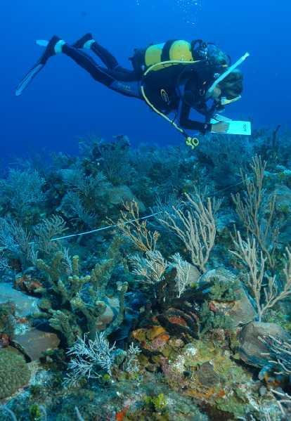 RESEARCH PRIORITIES Corals Recruitment Coral growth / Paleoclimatology Bleaching Spawning Genetics Black Coral