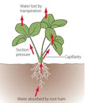 LAB 06 Transpiration Objectives: To understand how water moves from roots to leaves in terms of the physical/chemical properties of water and the forces provided by differences in water potential.