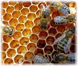 But sometimes when the bee arrives back at the hive it drops the nectar straight into cells in the honeycomb, without passing it mouth-to-mouth to another bee.